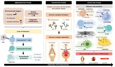 Novel and potential future therapeutic options in <mark class="highlighted">systemic autoimmune diseases</mark>